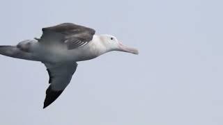 Interesting series about Antarctic birds!! 01.