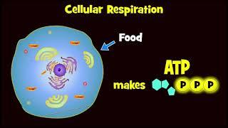 Glycolysis (and Exploding Sugar Demo!)