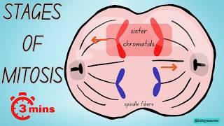 Stages of Mitosis in 3 Minutes