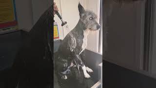 spa day #kendricklamar #dogshorts #grooming