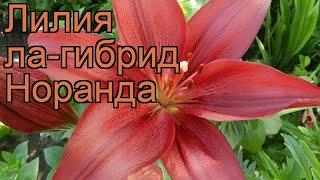 Лилия ла-гибрид Норанда (lilium)  ла-гибрид лилия Норанда обзор: как сажать, луковицы лилии Норанда