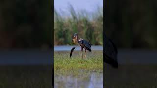 #Purpleheron #birds #nature #photography #shorts #wildlife #visualvibes