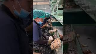 coconut production factory worker #factory