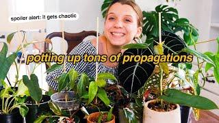 (chaotic) potting up propagations | alocasia black velvet corms, philodendron atabapoense, & more!