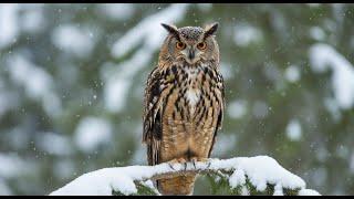 Eurasian Eagle Owl