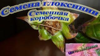 Семена глоксинии. Семенная коробочка.