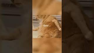 Kucing Lucu part 2 #kucing #kucinglucu #lol #funny #funnyvideo #fun