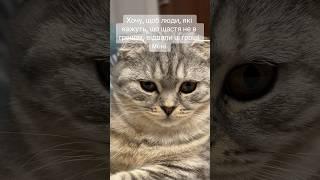 #cat #monika #tiktok #funny #kitten #cute