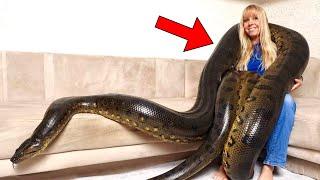 ОНА СПАЛА с ПИТОНОМ каждую ночь… пока НЕ СЛУЧИЛОСЬ ЭТО!
