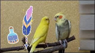 #MaleCockatielMatingBehavior #CockatielMatingCall #MaleCockatielSound #Корелла  #ПениеКорелла