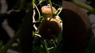 Треснул Спелый Инжир | Пение Птиц в Саду  | Релакс и Успокоение  |  Природа #shorts #figs #birds