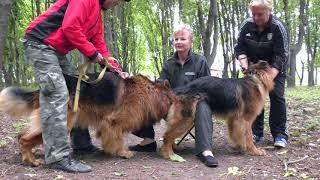 Длинношерстные Немецкие овчарки Дольф и Дагира. Long-haired German shepherds.