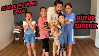 ALİ URAS'A BÜYÜK SÜRPRİZ !! EVİMİZE DEV KÖPEK ATEŞ GELDİ !! DEFNE ÇOK KORKTU