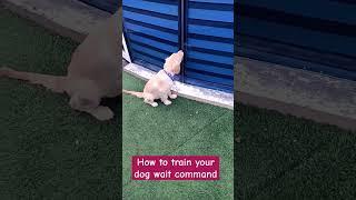 How to train your dog wait command#bestguarddog #funny #guarddog #yourdog #pets #guarddogbreeds #