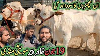 Zahir Pir Cow Mandi 2025 | Latest Qurbani 2026-27 Rates & VIP Cholistani Bulls Update