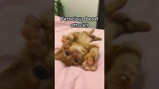 Ferocious beast attacks!!! No chance of survival!!