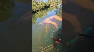 She swam into the water to catch my snagged smallmouth bass - Part 1 #swimbaits #riverfishing