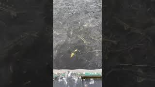 Рукало - гибрид Русского осетра и Калуги #shortvideo #белугафиш #осетроваяферма #fish #узв #осетр