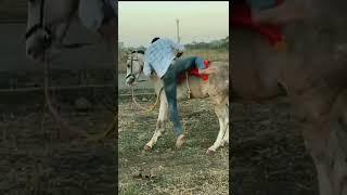 Funny horse  Fails.