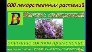 Vitex sacred 600 medicinal plants