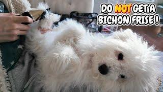 6 Reasons Why you should NOT get a Bichon Frise Puppy