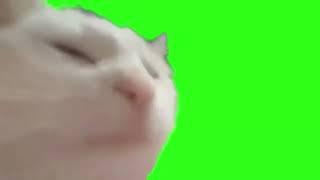 Cat Vibing and Dancing with Green Screen Meme Video Effect