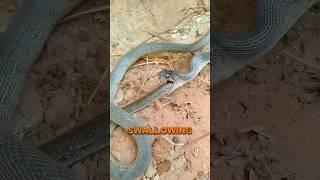 Why Do Snakes Eat Themselves?