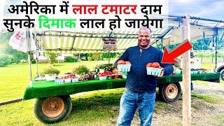 USA  में 1 किलो टमाटर कितने का है  What is COST of TOMATO in AMERICA 2025