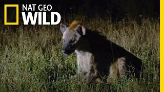 A Hyena Queen Deposed | Animal Fight Night