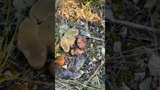 Крымский трюфель ложный.Ризопогон обыкновенный Rhizopogon vulgaris. MUSHROOMS.