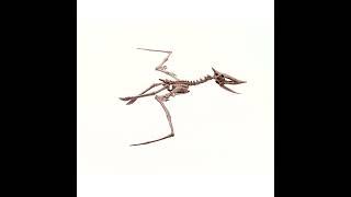 P3459 Dig a Pteranadon Skeleton - Online Photo Product360