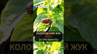 ИЗБАВЛЕНИЕ от КОЛОРАДСКОГО ЖУКА за 3 минуты:СЕКРЕТНЫЙ СПОСОБ #огород #дача #картошка #колорадскийжук