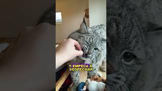 Stray Bobcat#animals #Friendship #Us#Bobcat