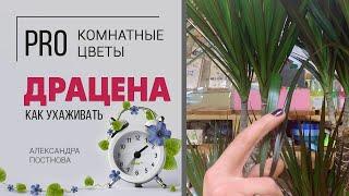 Драцены. Три узколистных сорта: Магента, Биколор, Маргината. Как выбрать свою? Влюбиться! Дайте три.