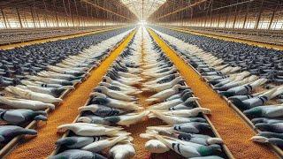 The Secrets Behind Large Scale Pigeon Farming How Farmers Achieve Millions of Pigeons for Meat and