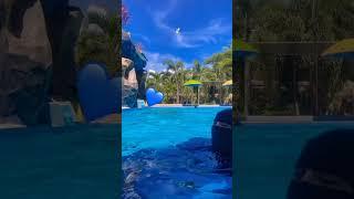 berenang dulu biar seger #shortvideo