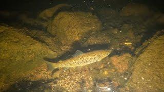 НОЧЬЮ ПОД ВОДОЙ / AT NIGHT UNDER WATER