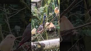 Mix finch and softbills bird aviary in Denmark #aviary #birds #finch #finches #birdsavairy #birdlove