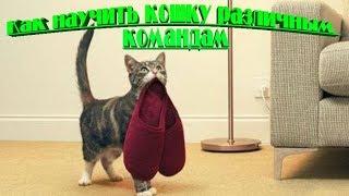 КАК НАУЧИТЬ КОШКУ РАЗЛИЧНЫМ КОМАНДАМ ДРЕССИРОВКА КОШЕК  TRAINING CATS