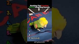 Ranking The Funniest Parrot Laughing Sounds  #parrot #sound