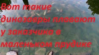 Здоровые осетры и карпы кои с карасями в маленьком пруду