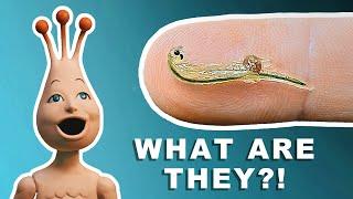 Are Sea Monkeys Real?