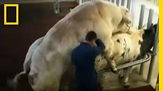 Meet the Super Cow | National Geographic
