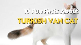 10 Fun Facts About Turkish Van Cat