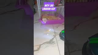 #hamsters #liburan #holiday