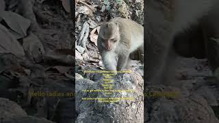 poor monkey #cute #funny #hanuman #monkeybaby #viralshort #viralvideo #wildlife #animals #monkey #zo