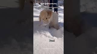 This dog is obsessed with snow 