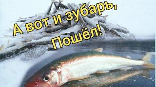 Ловля КОРЮШКИ ЗУБАТКИ в Охотском море 2021 / Сахалинская рыбалка & Sakhalin fishing