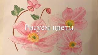 Как научиться рисовать цветы.Простая техника.Пошагово.Цветными карандашами.Рисуем с подростком с дцп