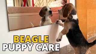 How to Take Care of a Beagle Puppy?